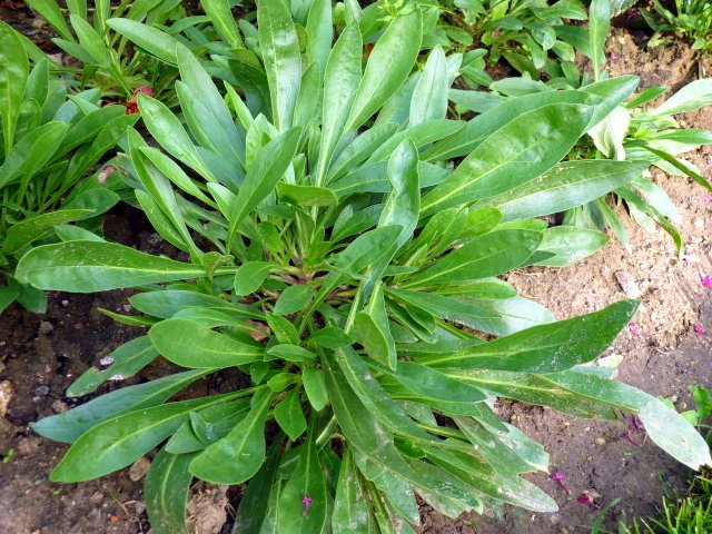 Penstemon strictus feuille